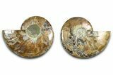 Cut & Polished Ammonite Fossil - Madagascar #377539-1